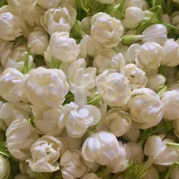 Flower jasmine essential oil - Image 3