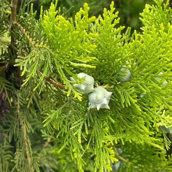 Cypress essential oil - Image 4