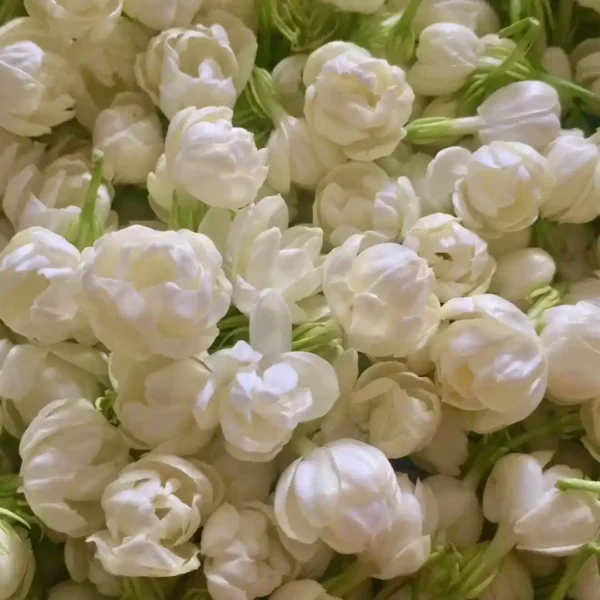 Flower jasmine essential oil - Image 4