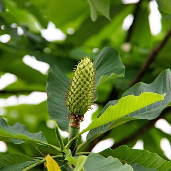 Magnolia essential oil - Image 4