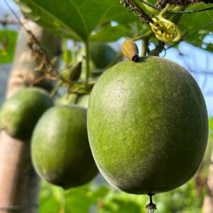 Monk Fruit Extract Mogroside