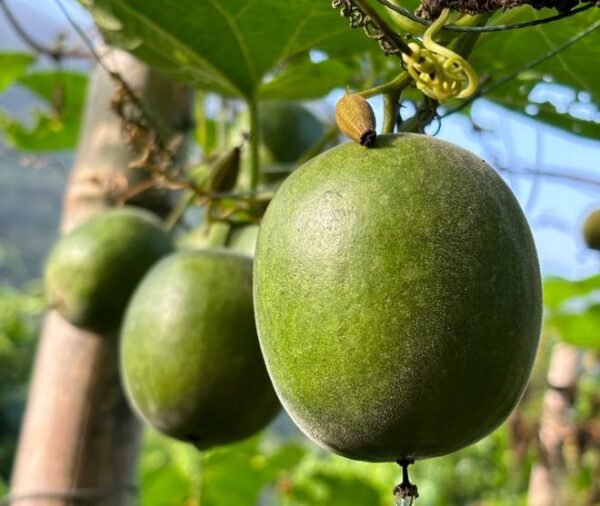 Monk Fruit Extract Mogroside