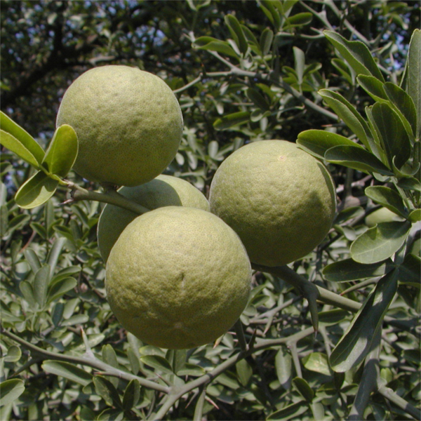 Citri (lime) essential oil - Image 3