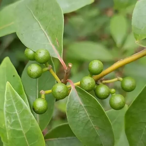 Litsea cubeba Oil citral ≥65% - Image 4