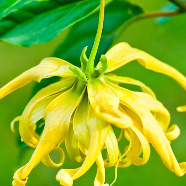 Ylang-ylang essential oil - Image 4