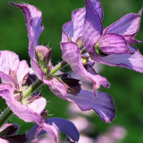 Clary Sage essential oil - Image 4