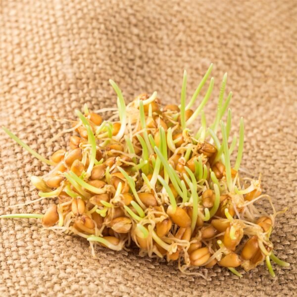 Wheat gern oil - Image 3