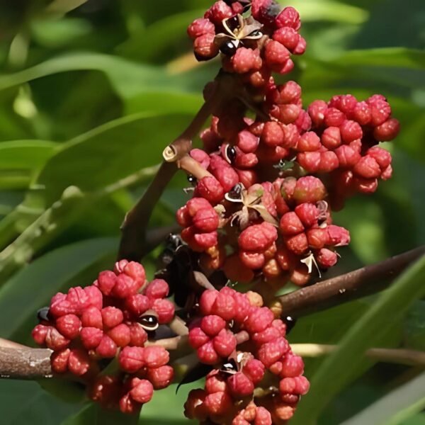 Medcinal Evodia Fruit Extract 10:1 20:1 30:1/ Evodia fruit extract 10% to 98% - Image 4