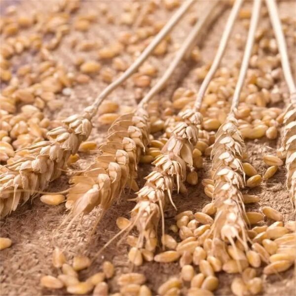 Wheat gern oil - Image 4