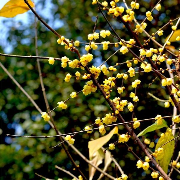 Chimonanthus nitens Extract 10:1 20:1 30:1 50:1 - Image 3