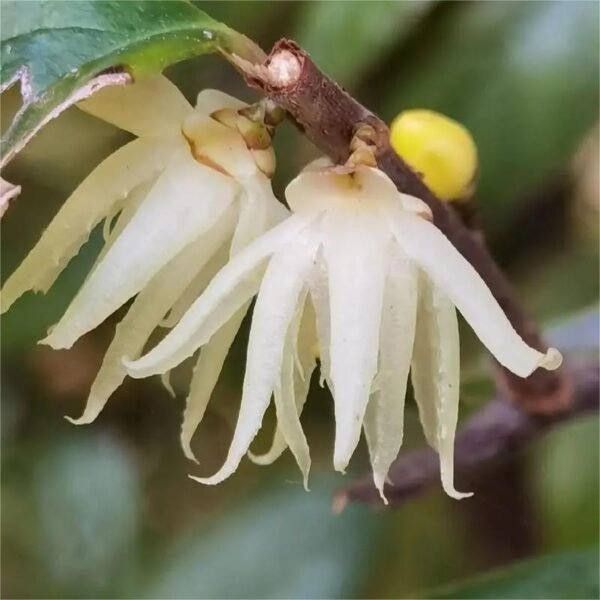 Chimonanthus nitens Extract 10:1 20:1 30:1 50:1 - Image 4