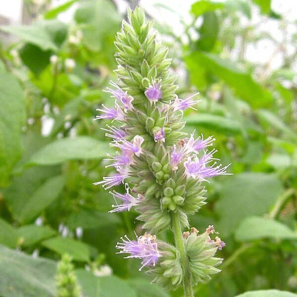 Patchouli essential oil - Image 4