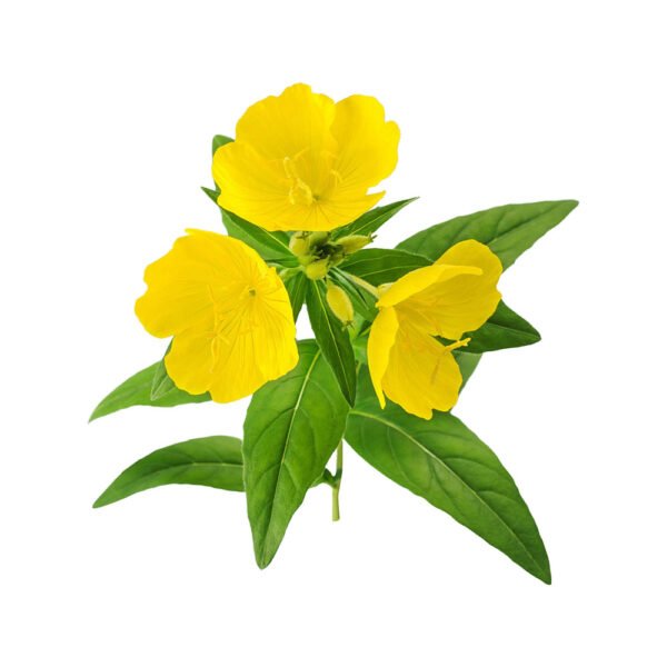 Evening primrose oil - Image 4