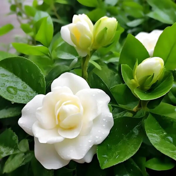 flower of Capa Jasmine oil - Image 4
