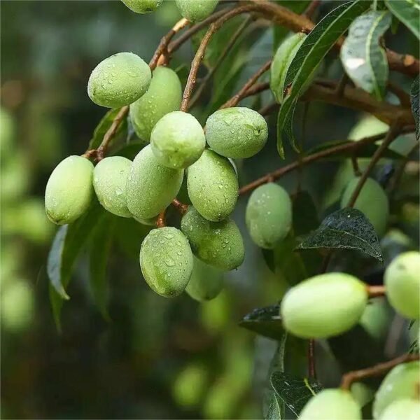 Olive oil - Image 3
