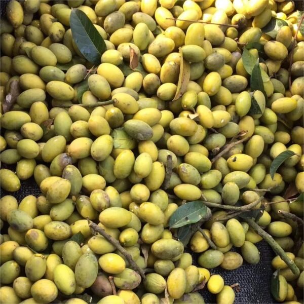 Olive oil - Image 4
