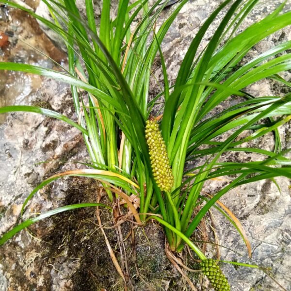 Calamus Extract/Rhizoma Calami Powder 10:1 20:1 30:1 - Image 4