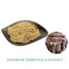 Cistanche extract Echinacoside 20%