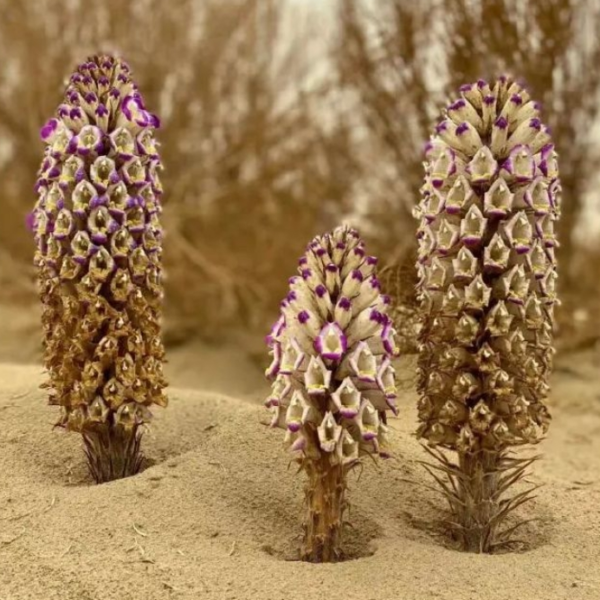 Cistanche extract Echinacoside 20% - Image 4