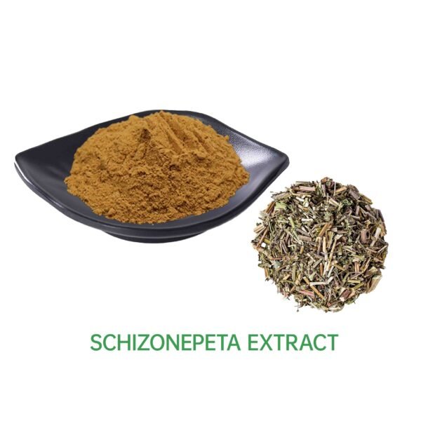 schizonepeta Extract 10:1 20:1 30:1