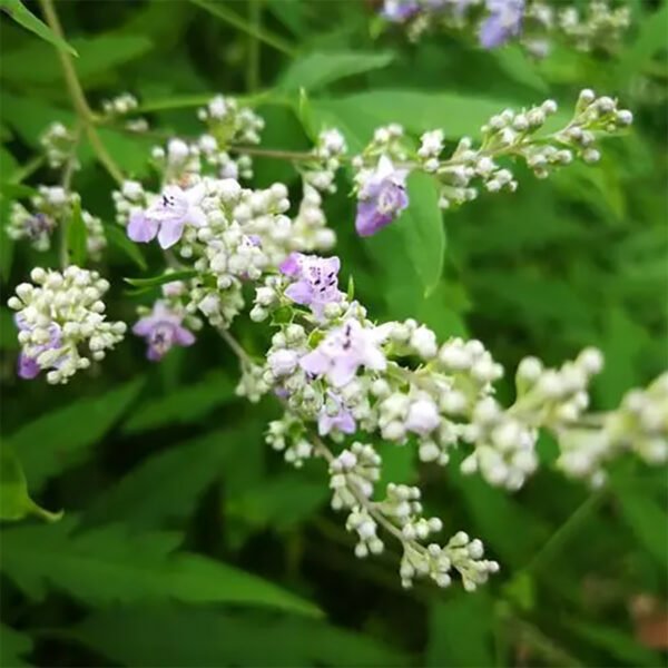 Vitex oil Β- eugenene ≥45% - Image 4