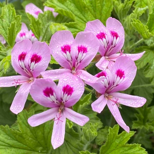 Geranium essential oil - Image 4