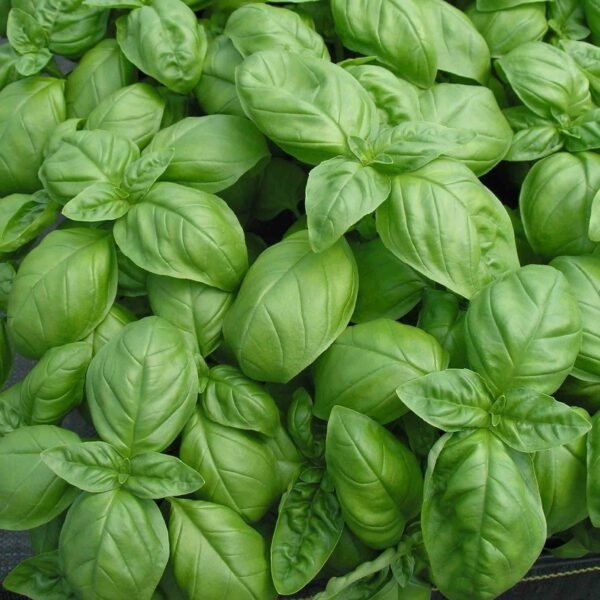 Basil essential oil - Image 4
