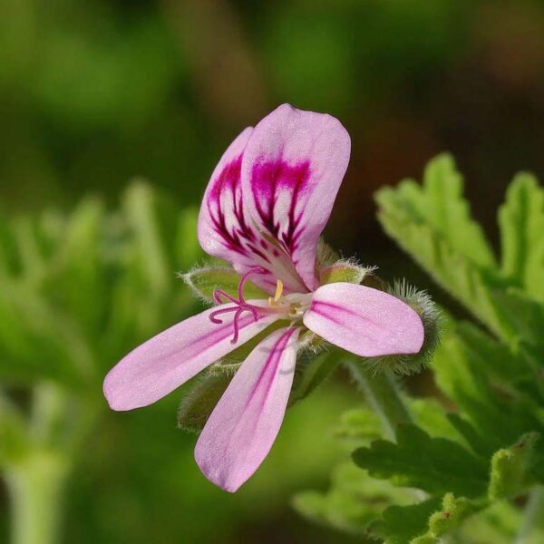 Bourbon geranium essential oil - Image 4