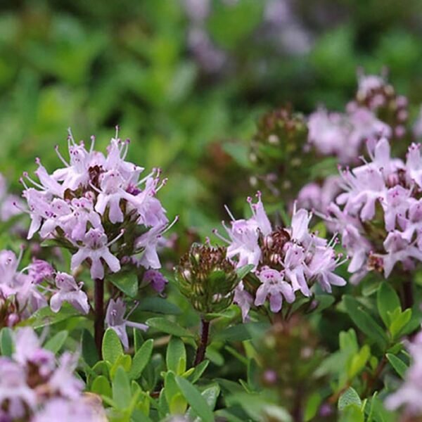 Thyme Linalool essential oil - Image 4