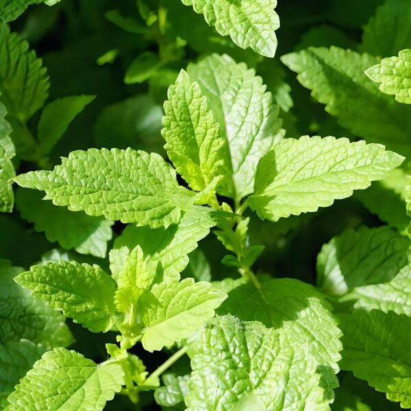 Oleum menthae - Image 4
