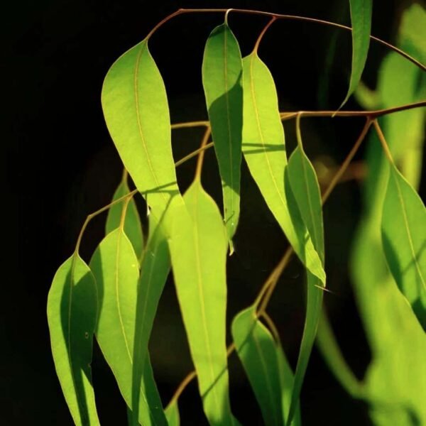 Eucalyptus blue essential oil - Image 4
