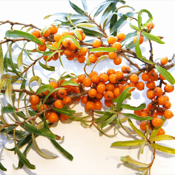 Sea buckthorn essential oil - Image 3