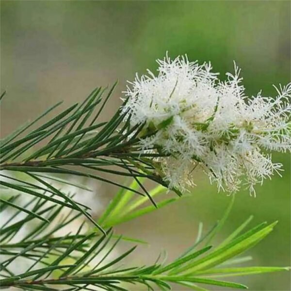 Tea tree essential oil - Image 4