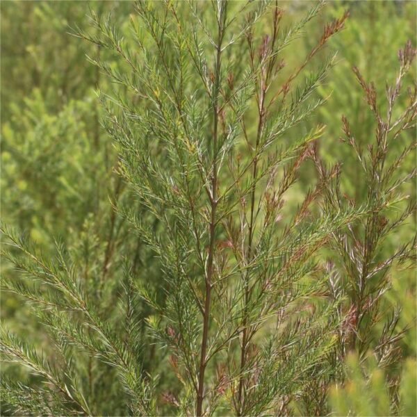 Tea tree essential oil - Image 3