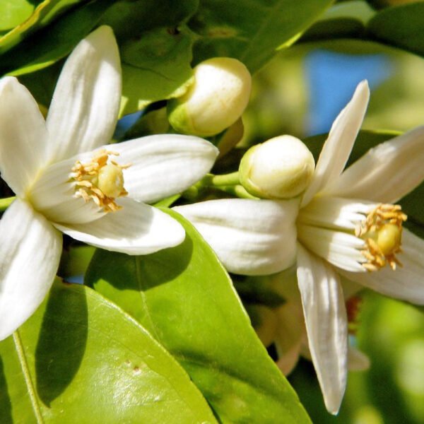 Tortoise flower (lime flower) essential oil - Image 4