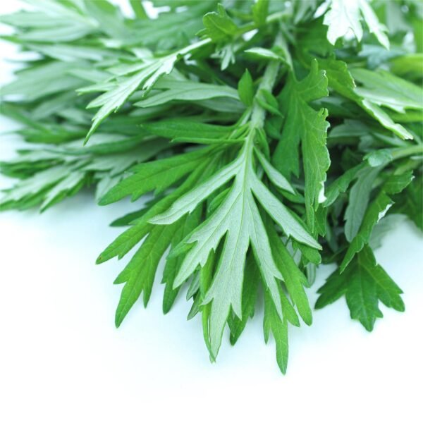 Mugwort essential oil Argy Wormwood Leaf oil - Image 4