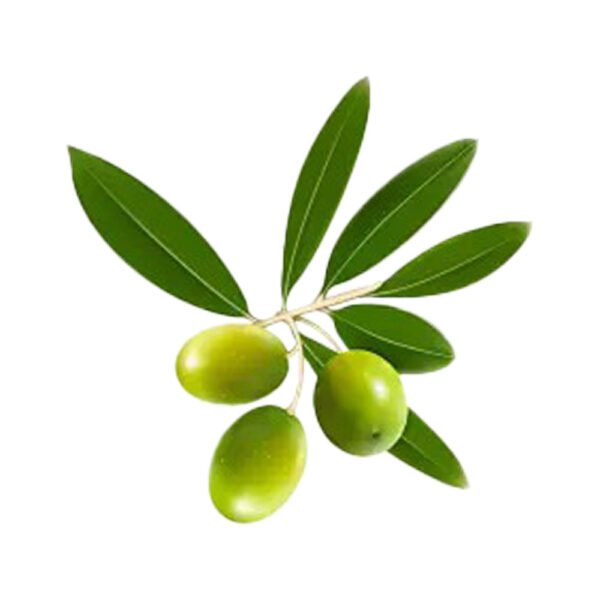 Jojoba essential oil - Image 4