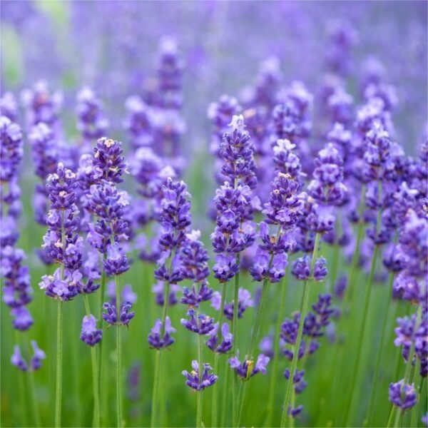 Lavender essential oil - Image 4
