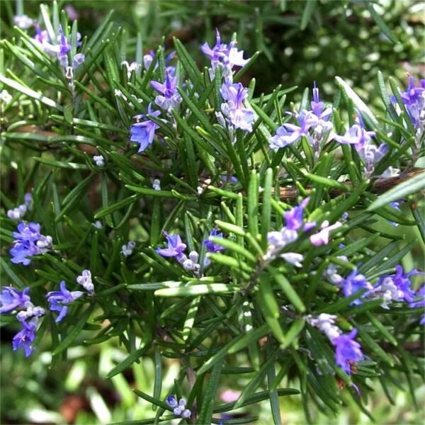 Rosemary essential oil - Image 3