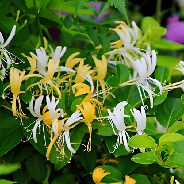 Honeysuckle essential oil - Image 4