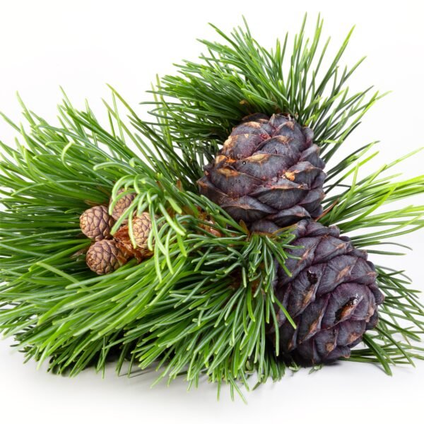 Cedar essential oil - Image 4
